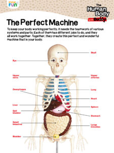 Our body the perfect machine