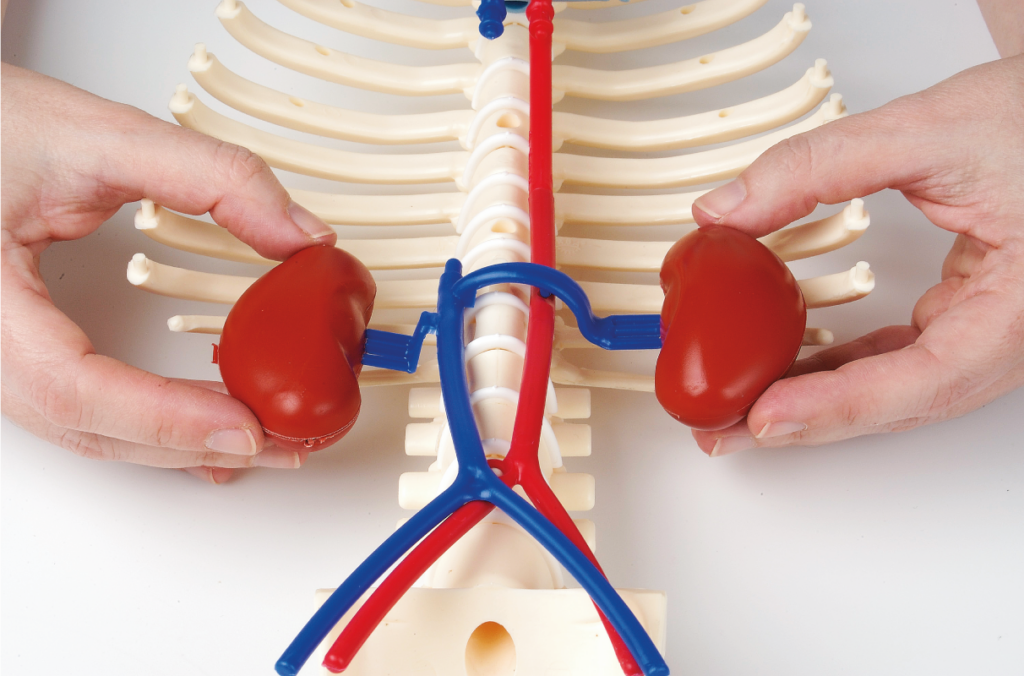 kidneys skeleton